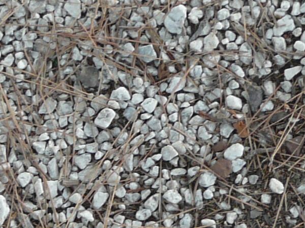 Rocky ground texture, covered by a layer of small white stones and bits of weed debris, with brown soil visible underneath.